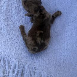George - Dapple male Dachshund puppy in Gold Canyon, Arizona from Silverking Kennels