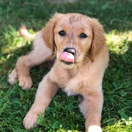 Golden Retrievers from 8 Mile Golden Retriever