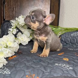 Rocco - Tricolors male French Bulldog puppy in Colorado Springs, Colorado from Sun Mountain Frenchies