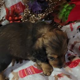 Dachshund Puppies from CLARK'S BREEDING PROGRAM