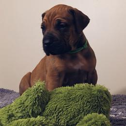 Green - Reddish brown Boerboel puppy in Naples, New York from Freedom Boerboels LLC