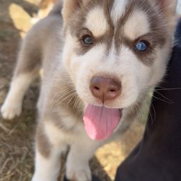Siberian Husky Puppies from Final Siberians