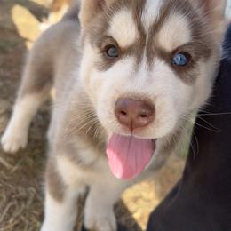 Siberian Husky Puppies from Final Siberians