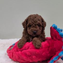 Eli (AKC) - Red  male Poodle puppy in Rainbow City, Alabama from Spinks Poodles