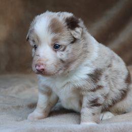Rickie - Green Collar - Red merle male Border Collie puppy in Courtland, Alabama from C Bar C Ranch Border Collies