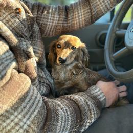 Hazel - Dachshund