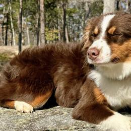 Miniature Australian Shepherds from B&M Miniature Australian Shepherds