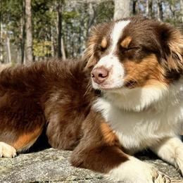 Miniature Australian Shepherds from B&M Miniature Australian Shepherds
