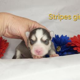 Stripes girl - Blue female Pomsky puppy in Isanti, Minnesota from Magnum Pomskies