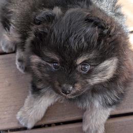 Teddy - Black and tan male Pomeranian puppy in Scio, Oregon from Mac Daddy Poms