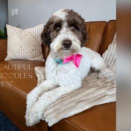 Haven - Goldendoodle