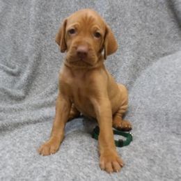 Lily Boy 1 - Golden rust male Vizsla puppy in Ganado, Texas from Roz Vizslas