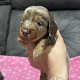 Dachshund Puppies from Camden Line Dachshunds