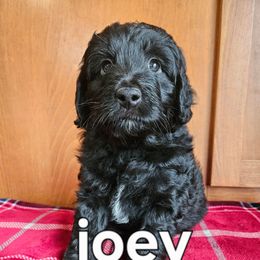 JOEY - Black and white male Assorted Doodle Crosses puppy in Rainier, Oregon from Seven Petals Farm