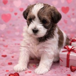 Prosecco - Black and white male Shorkie puppy in Delta, Colorado from SATA Kennels