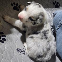 Galaxy BMM - Blue merle male Australian Shepherd puppy in Rainsville, Alabama from Chaparro Farm