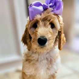 Purple collar - Apricot female Goldendoodle puppy in Lumberton, Texas from SETX Doodle Den LLC