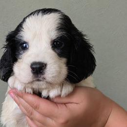 Hawk - Tri-Roan male English Springer Spaniel puppy in Fort White, Florida from Thunderbird Springers