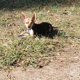 Chiquis - Chihuahua