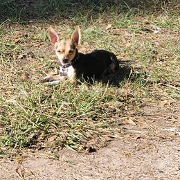 Chiquis - Chihuahua