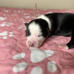 Australian Shepherd Puppies from Good Karma Aussies
