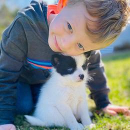 Pomsky Puppies from SMP Pomsky/Southern Minnesota Pomskies