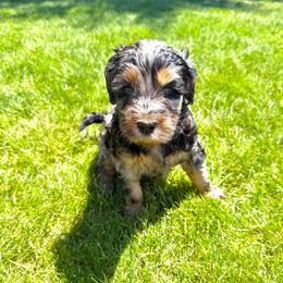 Rosita - Merle female Goldendoodle puppy in Spokane, Washington from Goldendoodles on the Prairie