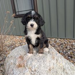 Bella - Tri-color female Bernedoodle puppy in Beach City, Ohio from Blue Cloud Doodles