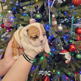 Bulldog Puppies from Tennessee Finest Bulldogs