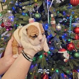 Bulldog Puppies from Tennessee Finest Bulldogs