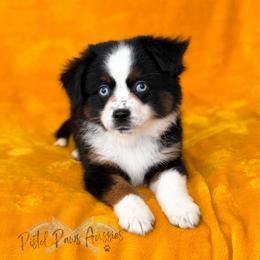 Hulk - Black tri male Toy Australian Shepherd puppy in Liberty Hill, Texas from Pistol Paws Aussies