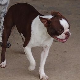 Coco - Boston Terrier