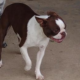 Coco - Boston Terrier