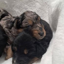 Girl 2 - female Australian Shepherd puppy in Darrington, Washington from Cart River Aussies