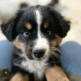 Miniature American Shepherds, Miniature Australian Shepherds, and Toy Australian Shepherds from MAS Gone Rogue