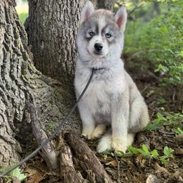 Pomsky and Siberian Husky Puppies from A-Dream Pomsky Kennel