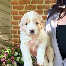 Flex - Red male Bernedoodle puppy in Denver, Pennsylvania from Greenview Puppies