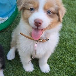 Xena - Red merle female Australian Shepherd puppy in Georgetown, California from Foothill Aussies