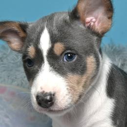Cairo...Blue tri male 2,1 - Blue cream and white male Basenji puppy in Eugene, Oregon from Basenji Puppies