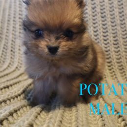 Pomeranian Puppies from Brandi’s Pomeranian Pups