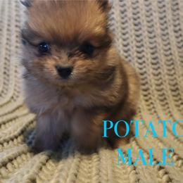 Pomeranian Puppies from Brandi’s Pomeranian Pups