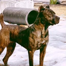 Macchia - Cane Corso