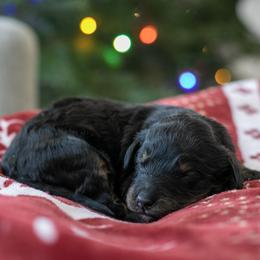 Aurora - Phantom female Bernedoodle puppy in Eureka, Illinois from Joley Aire Family Dogs