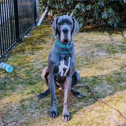 River - Blue female Great Dane puppy in Milford, Pennsylvania from R&R Breeding and Pet Care