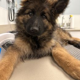 German Shepherd Puppies from Vom Cronje Haus German Shepherds