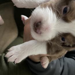 Girl 1 - Australian Shepherd puppy from Saltair Australian Shepherds