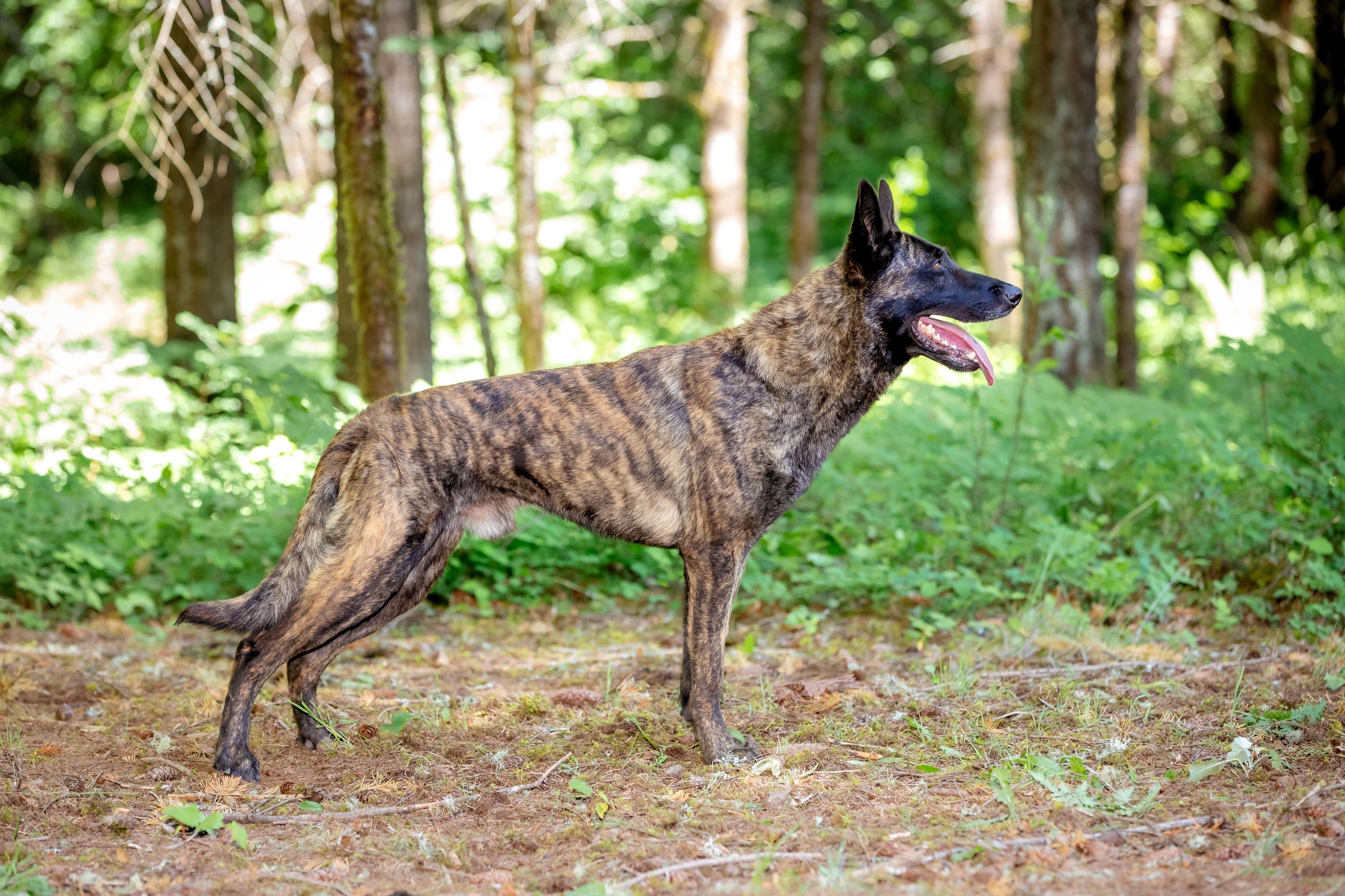 Ryko