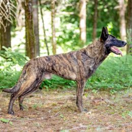 Ryko - Dutch Shepherd