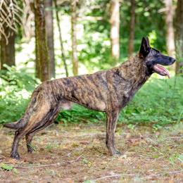 Ryko - Dutch Shepherd