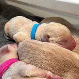 Ocean - Yellow male Labrador Retriever puppy in Rock Hill, South Carolina from North Star Retrievers